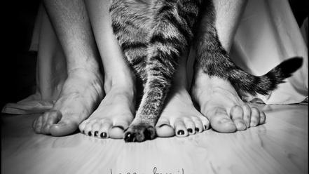 Animals cats feet grayscale greyscale wallpaper