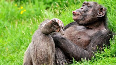 Animals chimpanzee funny grass language wallpaper
