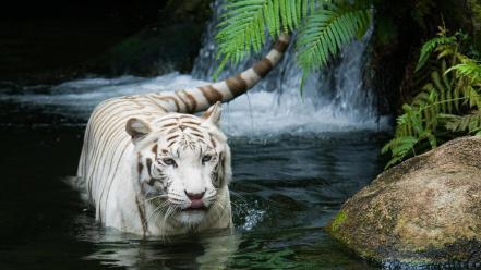 Animals tigers water white tiger wallpaper