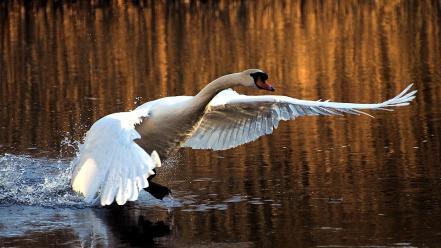 Birds swans wallpaper