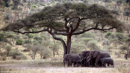 Elephants trees wallpaper