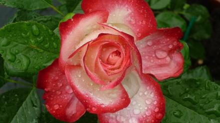 Flowers roses water drops wallpaper