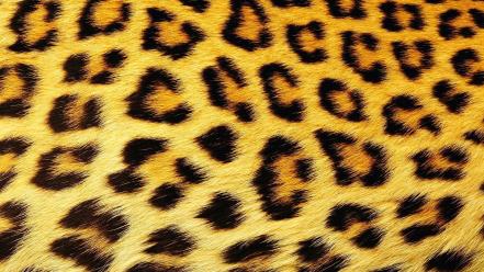 Leopard print textures wallpaper
