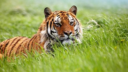 Siberian tiger animals tall grass wallpaper