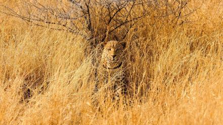 Africa animals leopards nature wildlife wallpaper