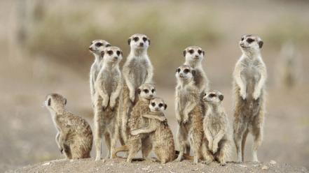 Animals meerkats suricate wallpaper
