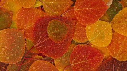 Autumn backgrounds fallen leaves nature wallpaper