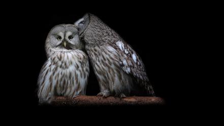 Birds owls strix nebulosa wallpaper