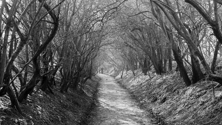 Black and white forests monochrome spooky wallpaper