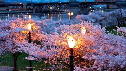 Bridges cherry blossoms cityscapes flowers lanterns wallpaper