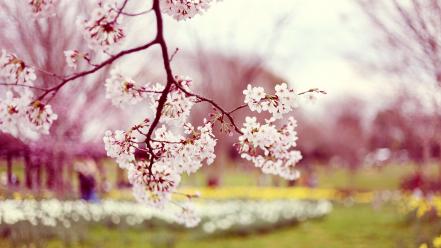Cherry blossoms flowers nature trees wallpaper