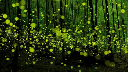 Japan bokeh fireflies forests landscapes wallpaper