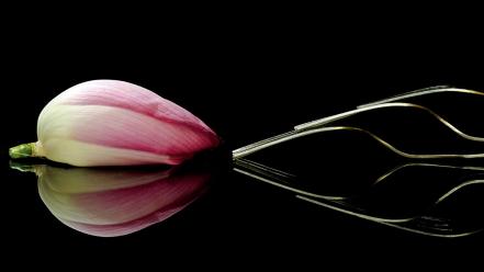 Lotus national geographic black background flowers forks wallpaper