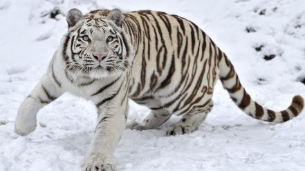 Predator snow tigers winter wallpaper