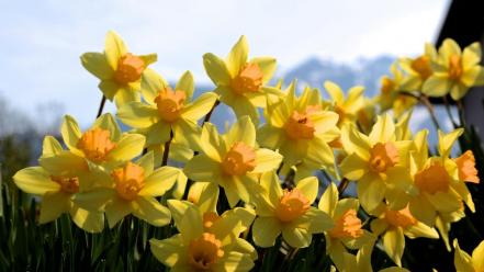 Daffodils flowers nature wallpaper