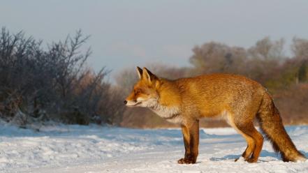 Nature winter snow animals foxes wallpaper