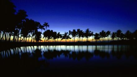 Palm silhouette big island hawaii wallpaper