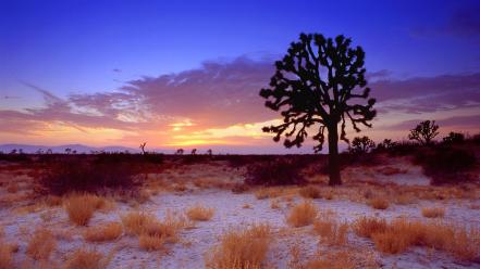 Sunset desert california mojave joshua tree wallpaper