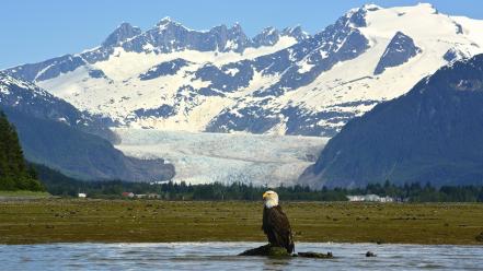 Alaska eagles landscapes mendenhall glacier mountains wallpaper