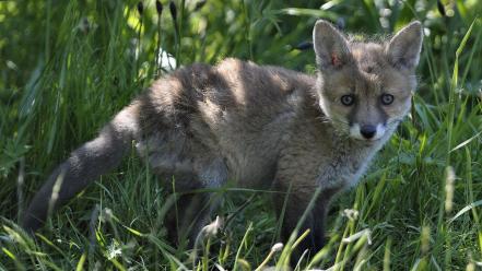 Animals baby foxes grass wallpaper