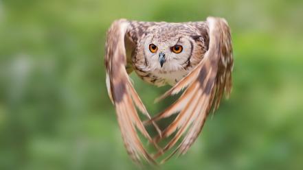 Animals birds flight owls wallpaper