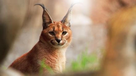 Animals caracal nature wallpaper