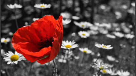 Black and white flowers monochrome nature poppies wallpaper