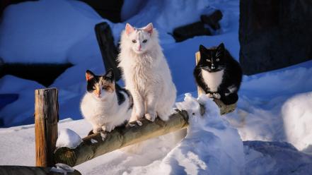 Cats pets snow winter wallpaper