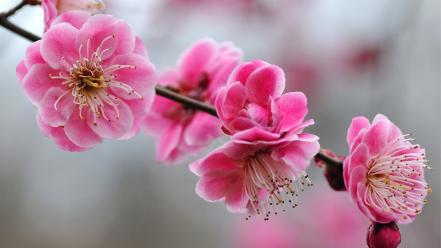 Cherry blossoms flowers nature pink wallpaper