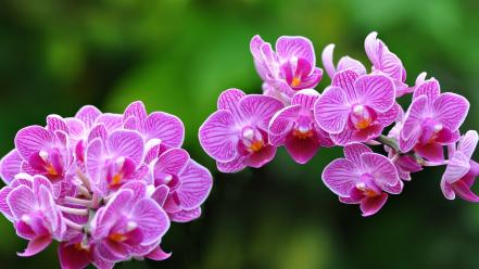 Close-up flowers orchids wallpaper