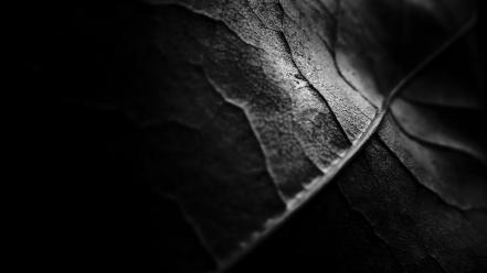 Dark leaves monochrome nature textures wallpaper