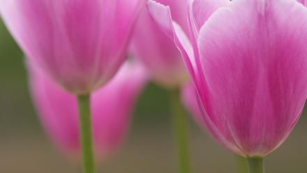 Flowers macro nature pink tulips wallpaper