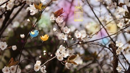 Smashing magazine birds cherry blossoms white flowers wallpaper