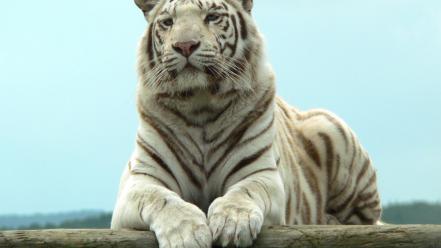 Tigers white tiger wallpaper