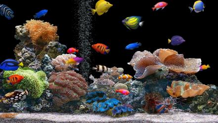 Animals aquarium coral nature saltwater fish wallpaper