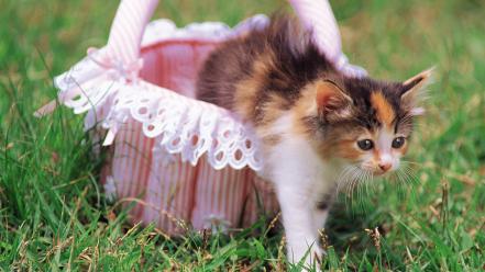Animals baby baskets cats kittens wallpaper
