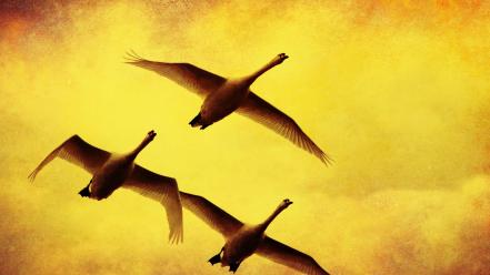 Birds flying paintings swans yellow background wallpaper
