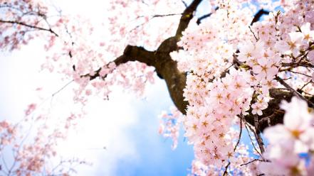 Blossoms branches trees wallpaper