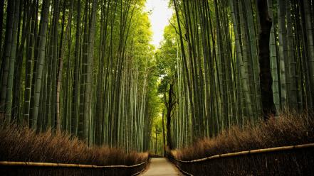 Kyoto bamboo forests nature temples wallpaper