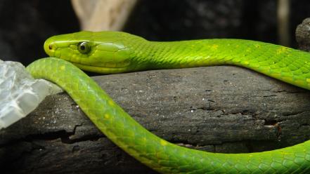 Mamba eastern green reptiles snakes wallpaper