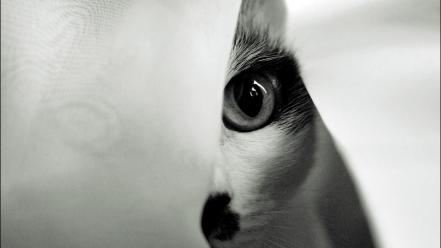 Animals cats eyes monochrome wallpaper