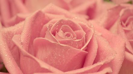 Dew flower petals macro pink roses wallpaper