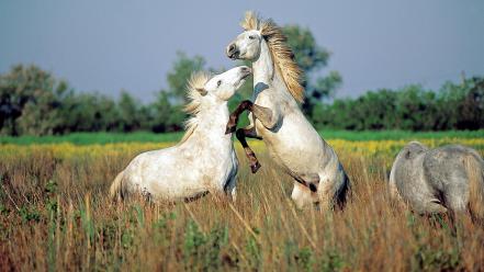 France southern horses wildlife wallpaper
