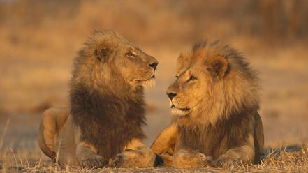 African animals games lions wallpaper