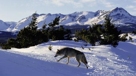 American gray wolf mountains nordic north wallpaper