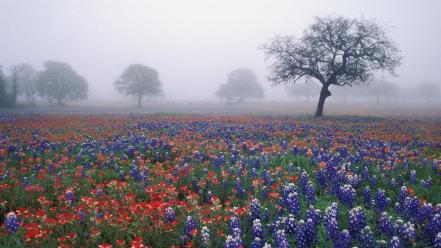 Bluebonnet texas fields flowers fog wallpaper