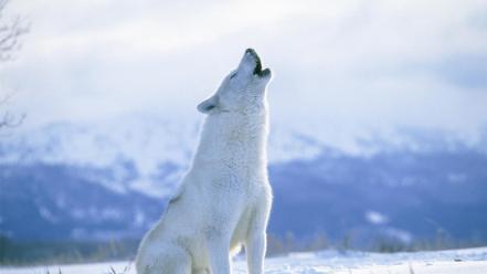 Canada arctic wolves wallpaper
