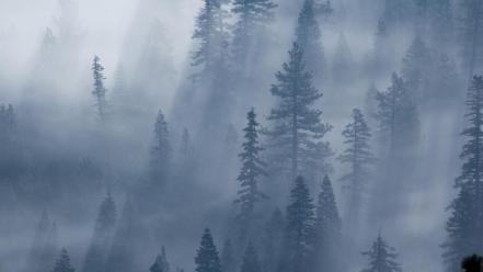 Fog forests mist trees wallpaper
