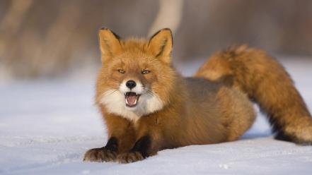 Russia animals foxes red snow wallpaper