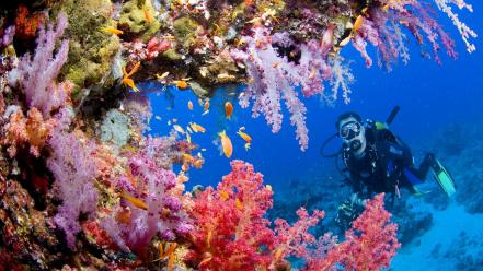 Sudan coral reef wallpaper